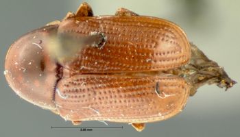 Media type: image; Entomology 20026   Aspect: habitus dorsal view